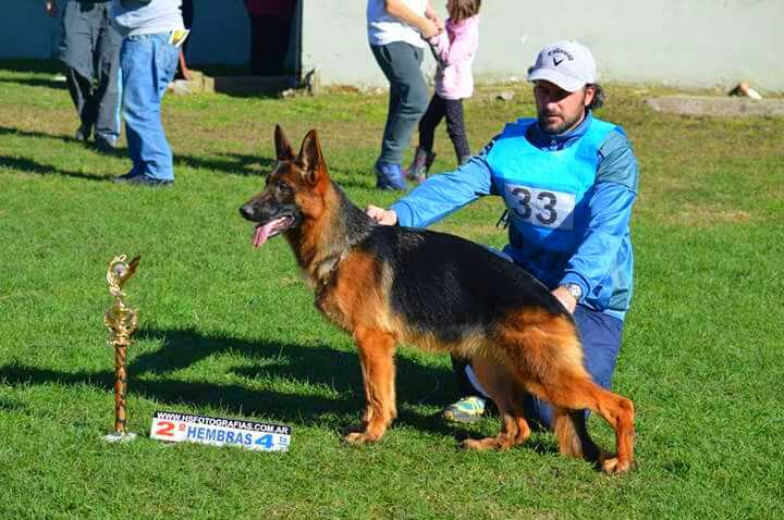 Ambar von Felor | German Shepherd Dog 