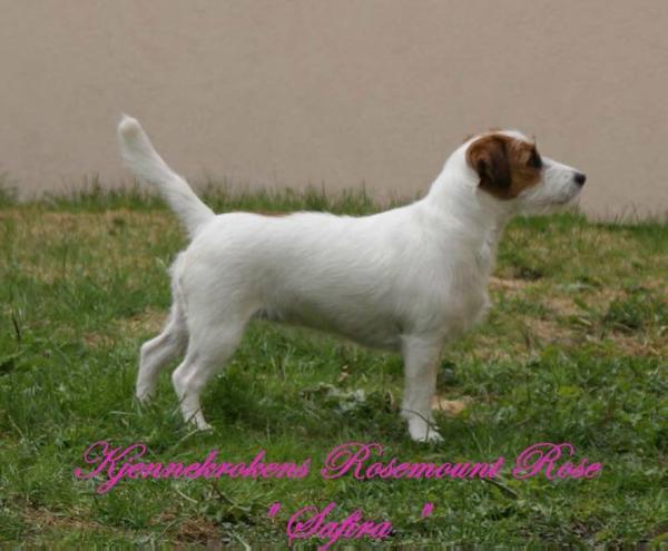 Kjennekroken Rosemount Rose | Jack Russell Terrier 