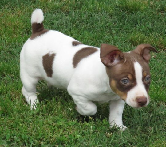 Aspen's Good Ol' Boy | Teddy Roosevelt Terrier 