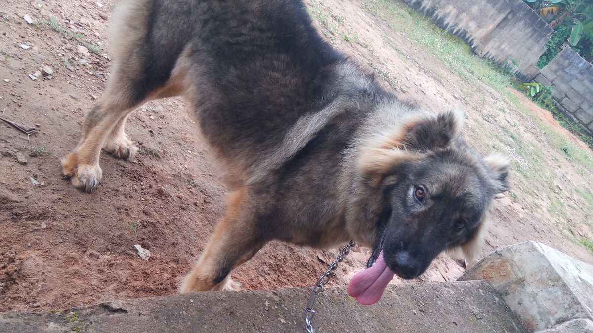 QUEEN Hera of deroyalpawzkennel | Caucasian Mountain Dog 