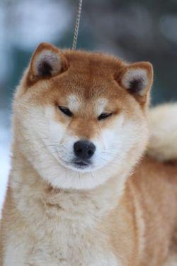 WOW MY LIFE INCIPITA VITA | Shiba Inu 