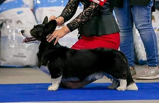 Ormay Luciano Povarotty | Cardigan Welsh Corgi 