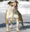 LEGACY'S SOMTHIN ELSE | Olde English Bulldogge 