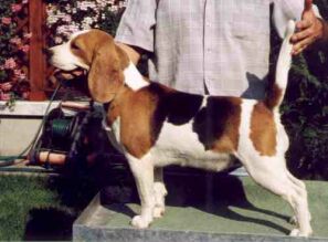 Széphegyi Szimat Evelin | Beagle 