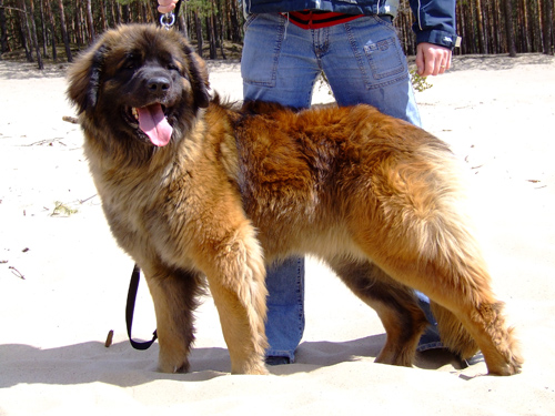 Enigma du Plateau Bavarois | Leonberger 