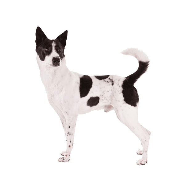 canaan dog