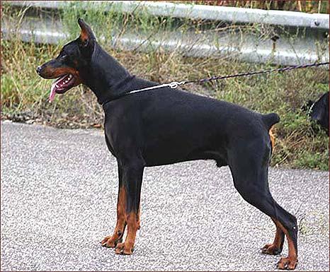 Eria Pro Piotr Pallas | Black Doberman Pinscher