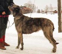 Furlongs Qamilla | Irish Wolfhound 