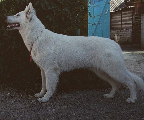 Khav'yera | White Swiss Shepherd Dog 