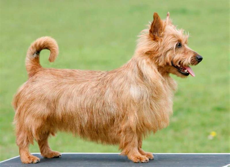 Unity Maol-Cu | Australian Terrier 