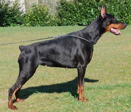 Eria Pro Persona Grata | Black Doberman Pinscher