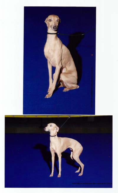 Ormella De Shirkan | Italian Greyhound 