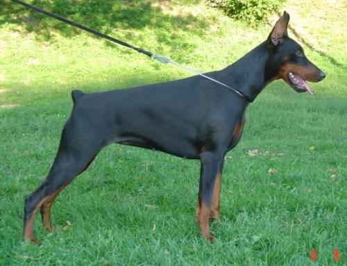 Hercogine Boriada no Demetra | Black Doberman Pinscher