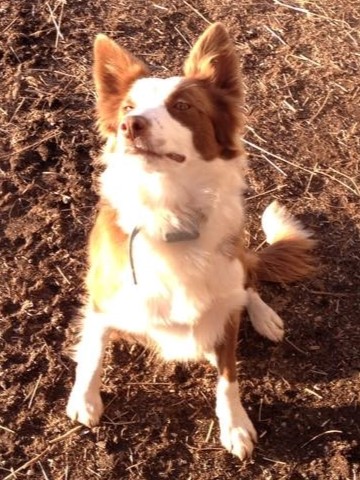 Taz ABC 299906 | Border Collie 