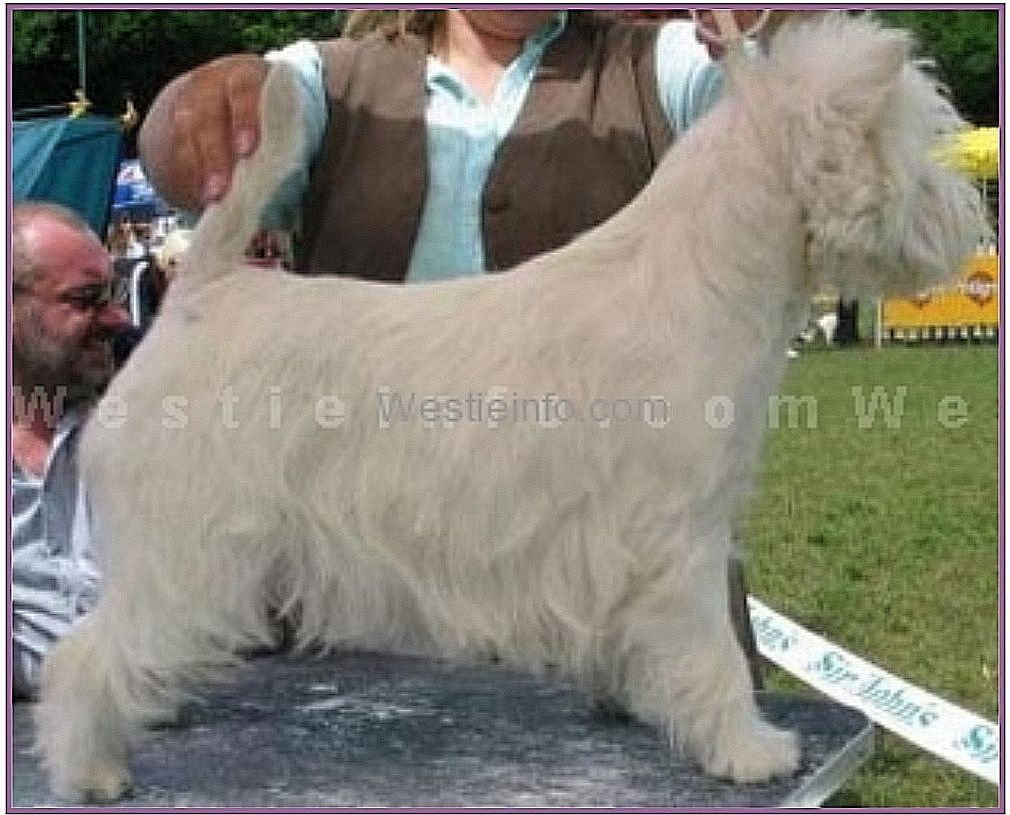 Fergie Pandemia | West Highland White Terrier 