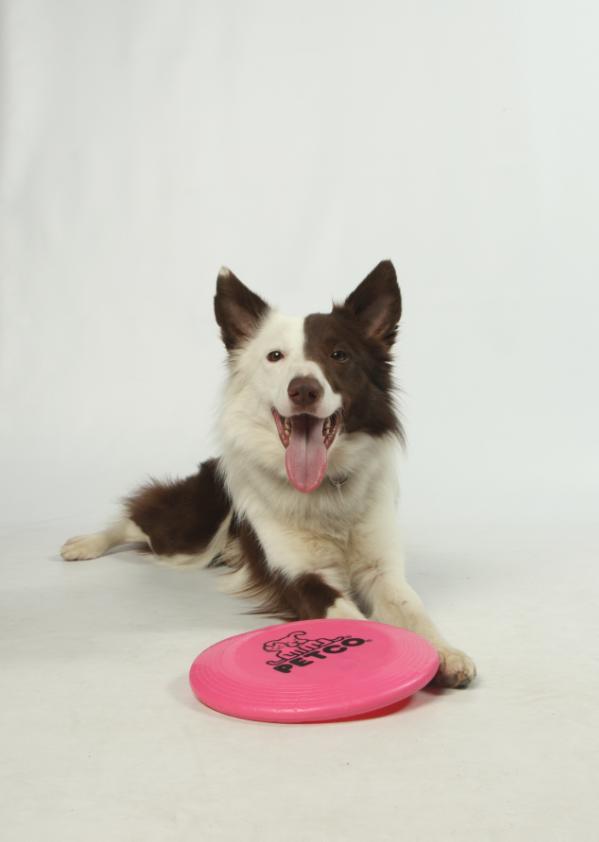 ShowMe Mr Echo | Border Collie 