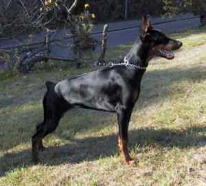 Valeria Betelges | Black Doberman Pinscher