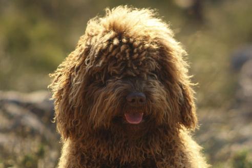 Wark del Bolanio | Spanish Water Dog 