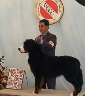 X-MEN LOISAR VON SUAMOX | Bernese Mountain Dog 