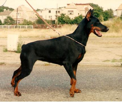 Unita z Padoku | Black Doberman Pinscher