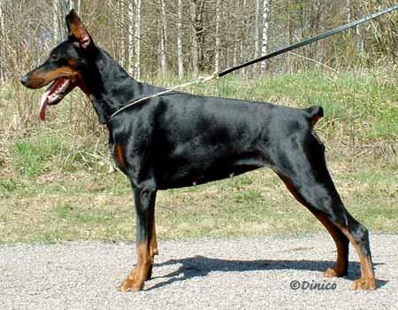 Una z Padoku | Black Doberman Pinscher