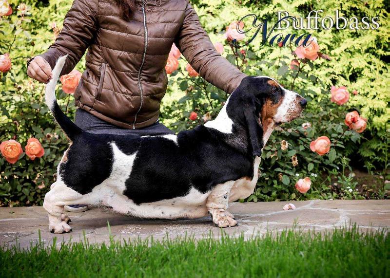 Buffobass Nova | Basset Hound 