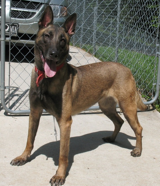 Kira vom berry d.  haus puts | Belgian Malinois 
