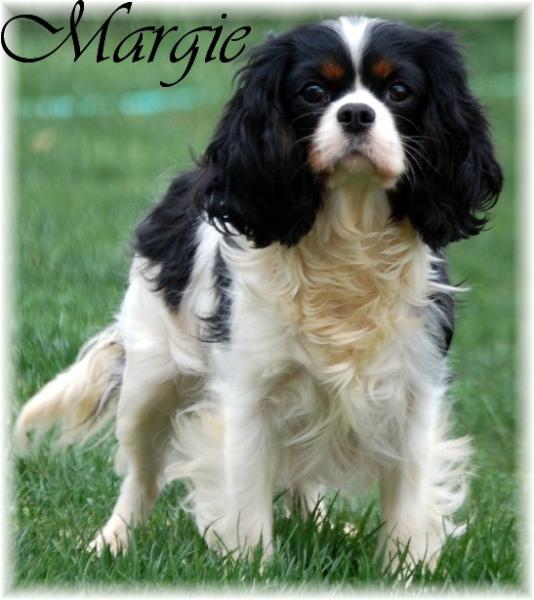 Monarch's Margie at Sylvancreek | Cavalier King Charles Spaniel 