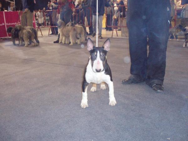 Black Pearl De Lord Bull | Bull Terrier 