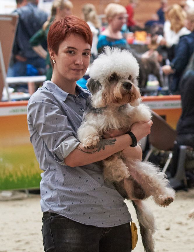 El Amigo Dendie Ocean Lovly | Dandie Dinmont Terrier 