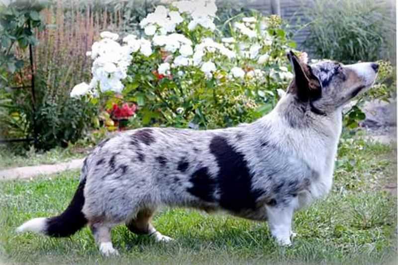 Yanshtuk Bazhana Kralya | Cardigan Welsh Corgi 