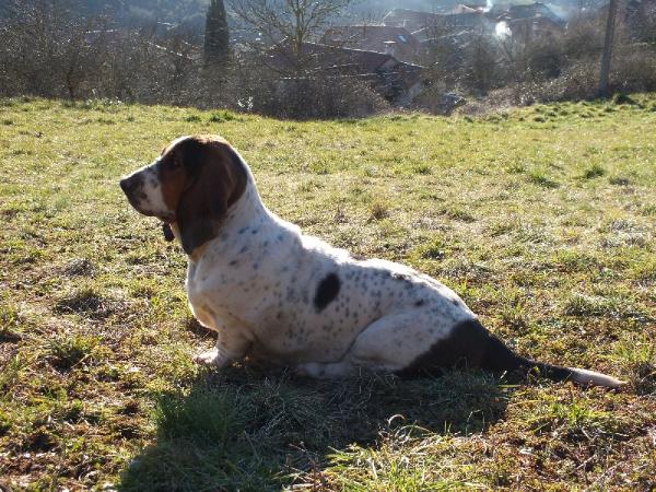 Hold up du berceau de bfamily | Basset Hound 