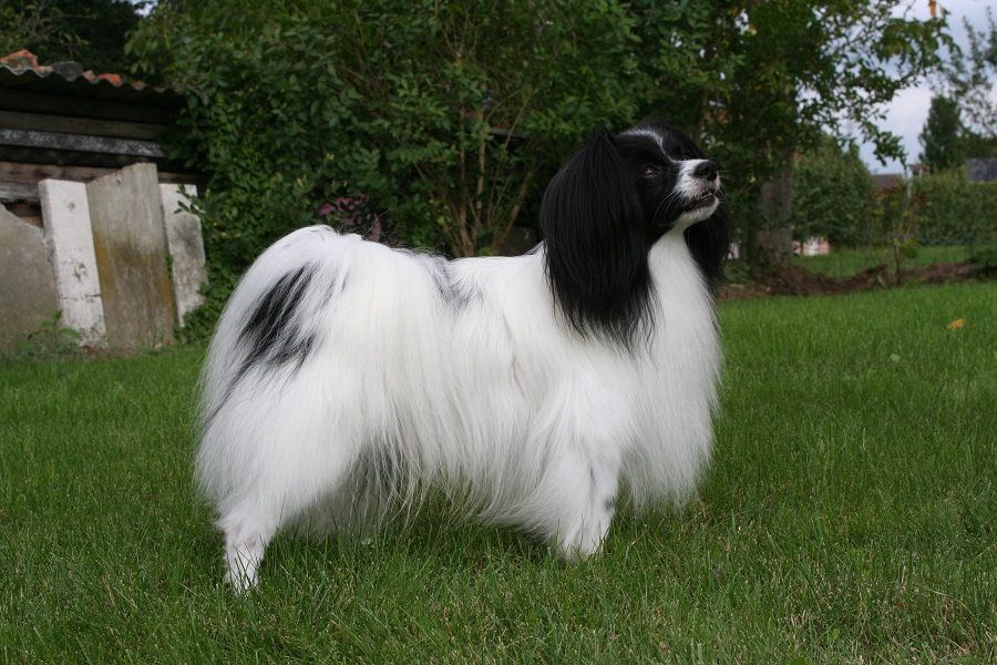 Jessera Celtic Legend Dollbabies (PH) | Papillon 