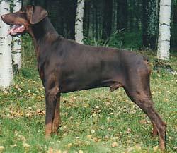 A'Dreams Venom | Brown Doberman Pinscher