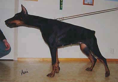 Clio-Carina Disant Roun | Black Doberman Pinscher