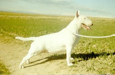 WISH UPON A STAR FROM CREDETTA | Bull Terrier 