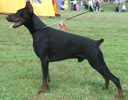 Come As You Are Dogzilla | Black Doberman Pinscher