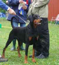 Dobermundes Rn Max | Black Doberman Pinscher