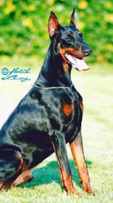 Tanubis v. Warringhof | Black Doberman Pinscher