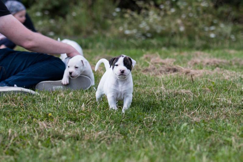 Backstreet Bulls Ewok | American Bulldog 