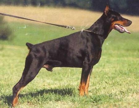 Lord v. Märchengarten | Black Doberman Pinscher