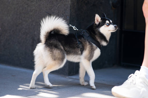 Alaskan Klee Kai