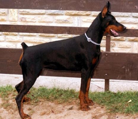 Tahi-Reme Kinga | Black Doberman Pinscher