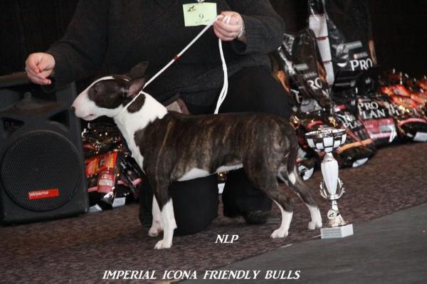 Imperial Icona Friendly Bulls | Miniature Bull Terrier 