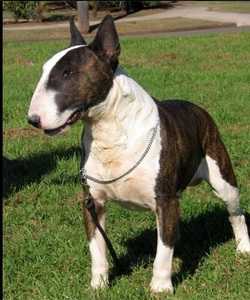 Bullacktiv Wicked Ink | Miniature Bull Terrier 