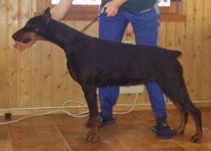 Tahi-Reme Quessie | Black Doberman Pinscher