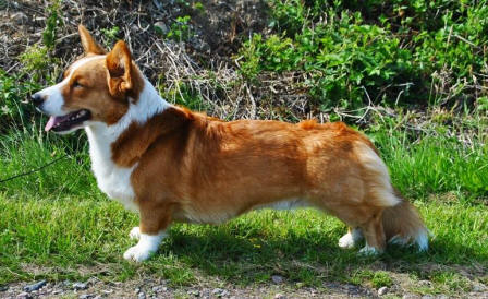 All Trade Easy Money | Cardigan Welsh Corgi 