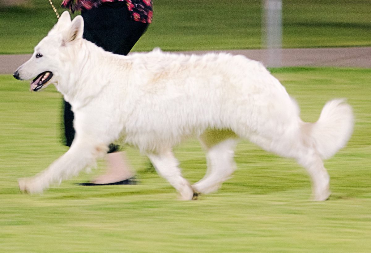 Ublong Talaya | White Swiss Shepherd Dog 