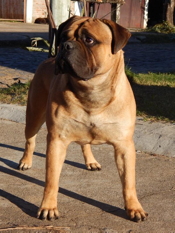 BULLSQUARE ARGOS | Bullmastiff 