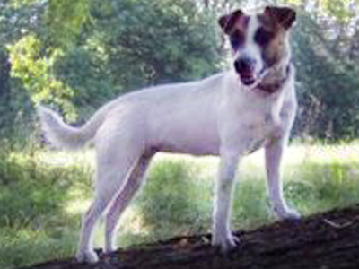 Alfa Bohemia Platina | Jack Russell Terrier 